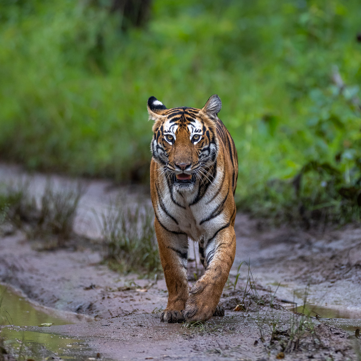 Bandipur