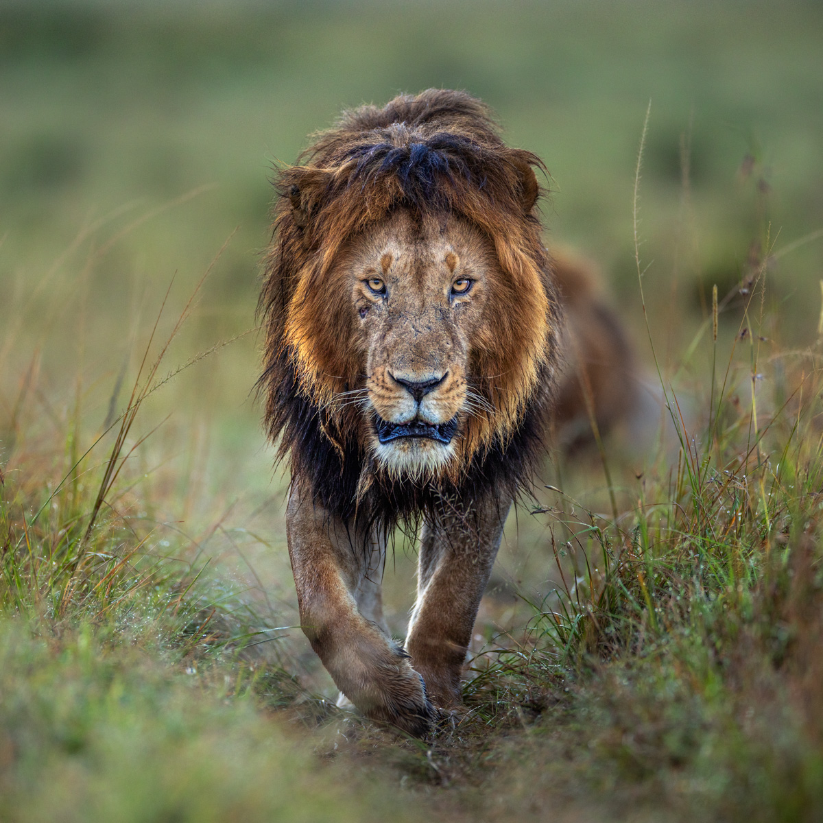Masai Mara