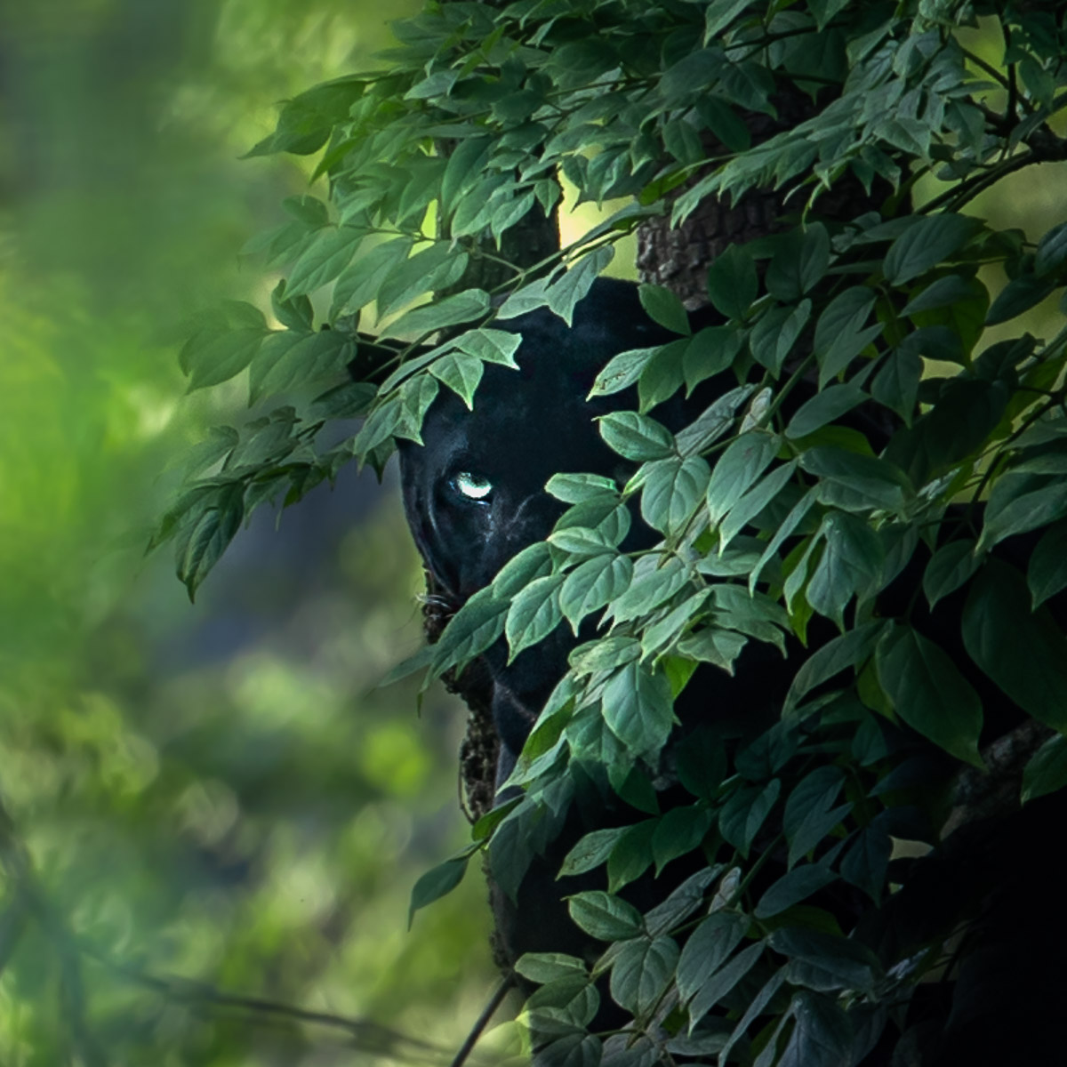 Kabini